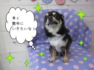 仕上がりチワワ