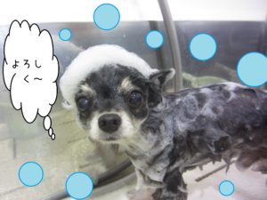 シャンプーチワワ