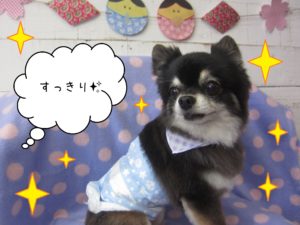 仕上がりチワワ