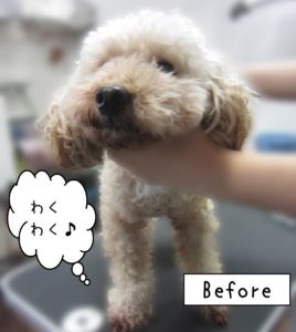 よろしくトイプー