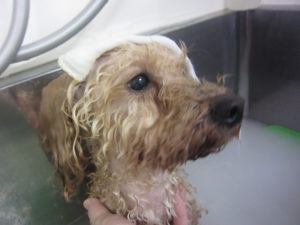 お風呂トイプー