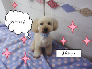 仕上がりトイプー