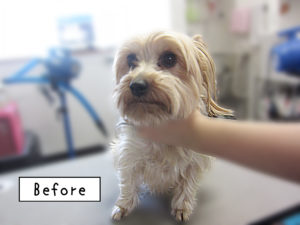 YKのジャッキーちゃんカット前