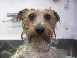 YKのジャッキーちゃんシャンプー中