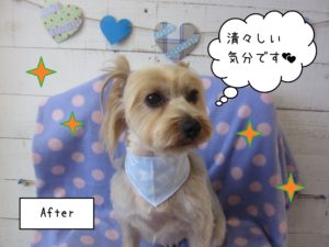 YKのジャッキーちゃん施術後