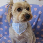 ジャッキーちゃんアイキャッチ