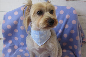 ジャッキーちゃんアイキャッチ