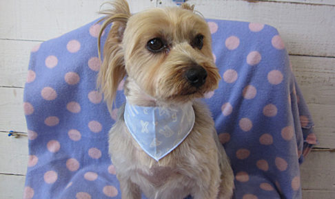 ジャッキーちゃんアイキャッチ