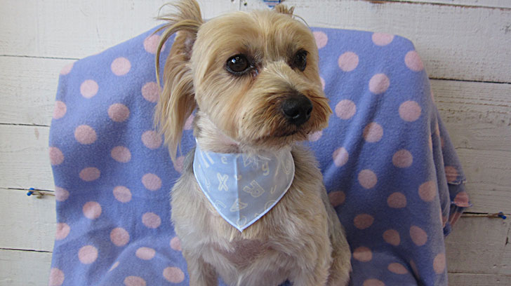 ジャッキーちゃんアイキャッチ