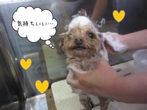 TPのバニラちゃんシャンプー中