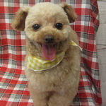 バニラちゃんアイキャッチ