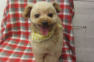 バニラちゃんアイキャッチ