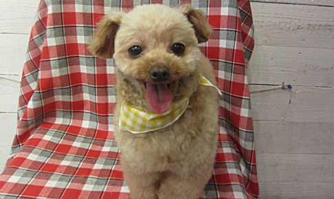 バニラちゃんアイキャッチ