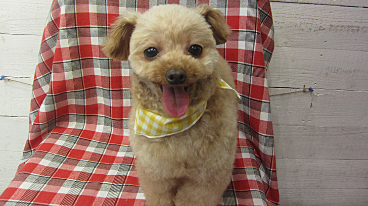 バニラちゃんアイキャッチ