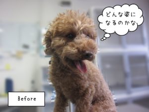 TPのゆずちゃんカット前