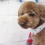 ゆずちゃんアイキャッチ