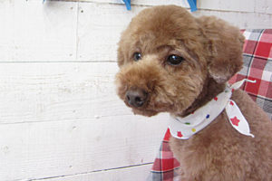 ゆずちゃんアイキャッチ