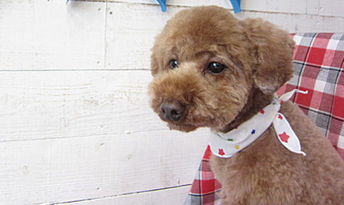 ゆずちゃんアイキャッチ