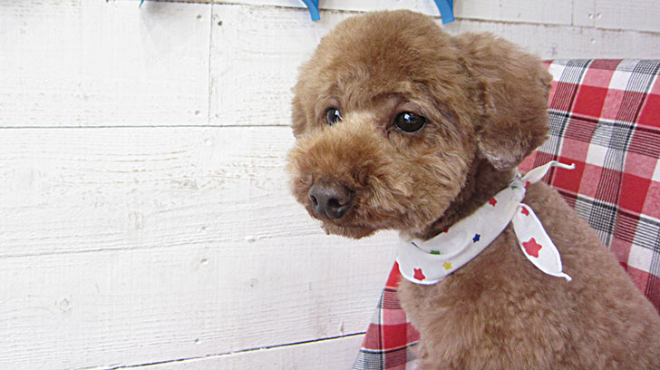 ゆずちゃんアイキャッチ