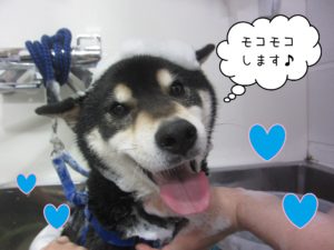 柴犬の吉助ちゃんシャンプー中