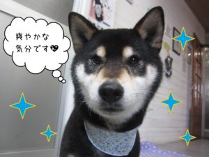 柴犬の吉助ちゃん施術後
