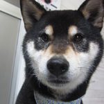 吉助ちゃんアイキャッチ