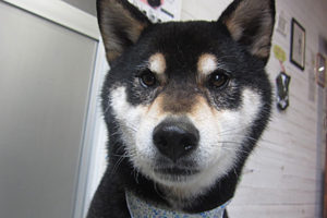 吉助ちゃんアイキャッチ