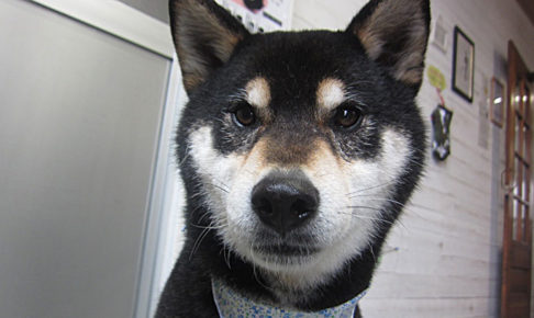 吉助ちゃんアイキャッチ