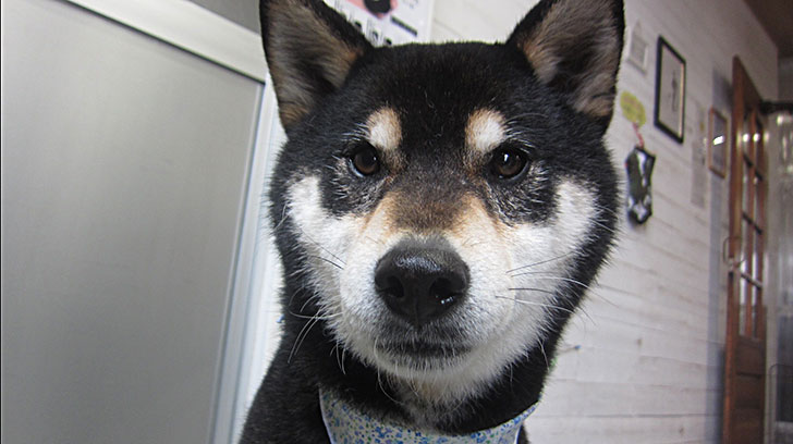 吉助ちゃんアイキャッチ