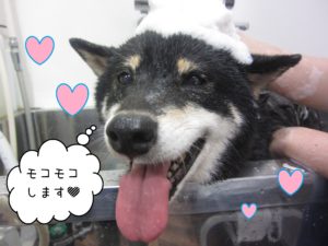 柴犬のカールちゃんシャンプー中