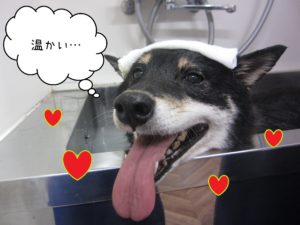 柴犬のカールちゃんスパ中