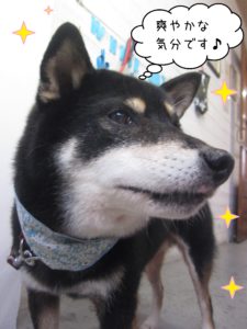 柴犬のカールちゃん施術後