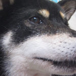 カールちゃんアイキャッチ