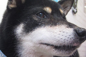 カールちゃんアイキャッチ