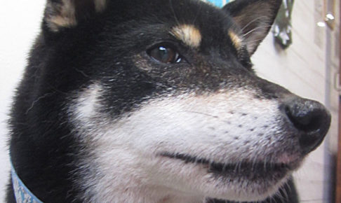 カールちゃんアイキャッチ