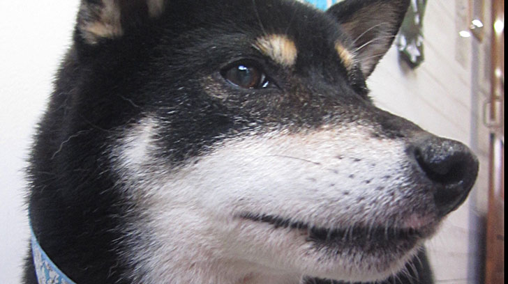 カールちゃんアイキャッチ