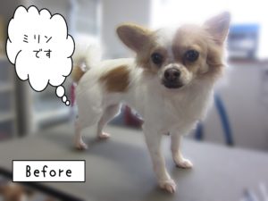 よろしくチワワ