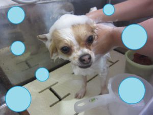 シャンプーチワワ