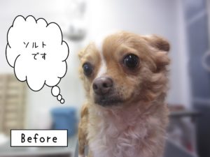 よろしくチワワ