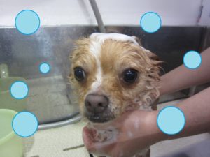 シャンプーチワワ