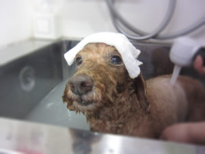 お風呂トイプー