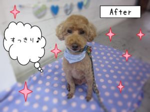 仕上がりトイプー
