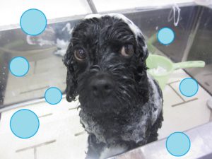 シャンプーミックス