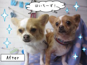 仕上がりチワワ