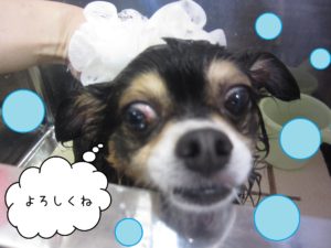 シャンプーミックス