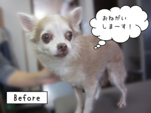 よろしくチワワ