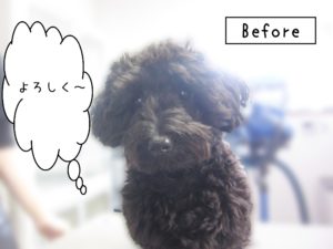 よろしくトイプー