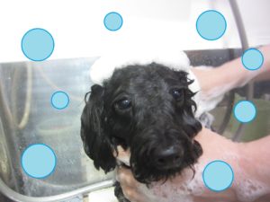 シャンプートイプー