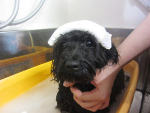 お風呂トイプー