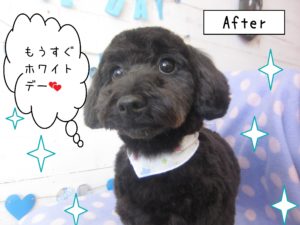 仕上がりトイプー